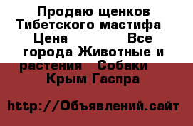 Продаю щенков Тибетского мастифа › Цена ­ 45 000 - Все города Животные и растения » Собаки   . Крым,Гаспра